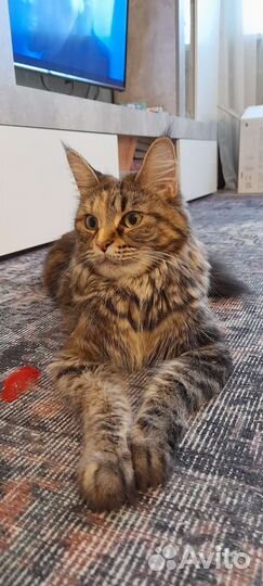 Котята мейн-кун