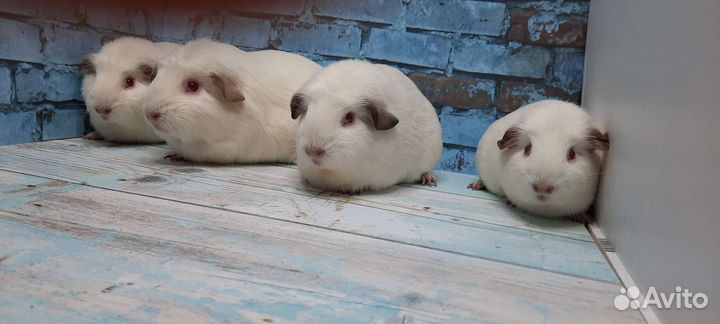 Морские свинки девочки