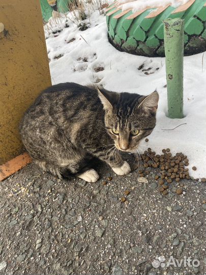 Кот в добрые руки