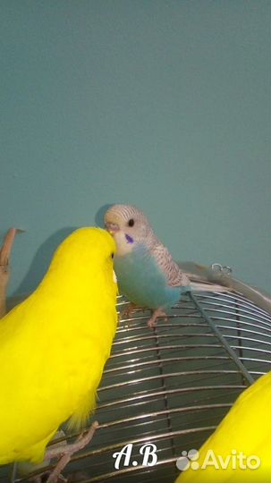 Птенчики попугаев молодые пары чехов