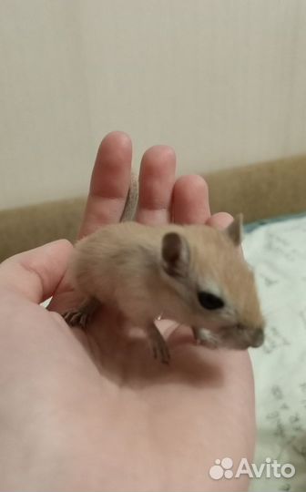 Песчанка