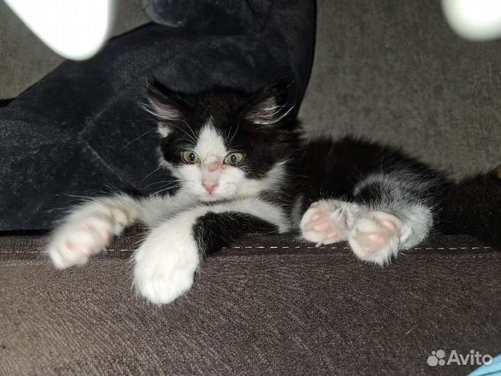 Отдам бесплатно котенка