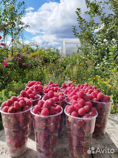 Ягоды Саженцы малина смородина клубника мята