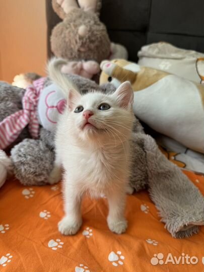 Белый котенок