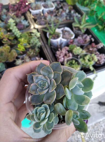 Суккуленты