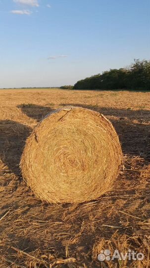 Продам сено в рулонах