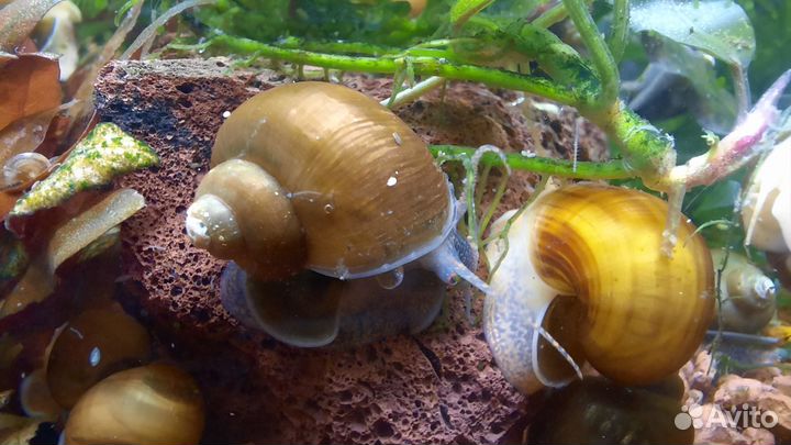 Цветные аквариумные улитки ампулярии