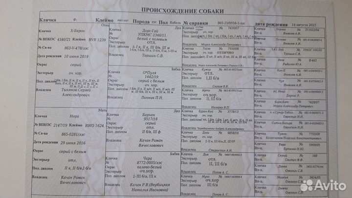 Лзс с родословной