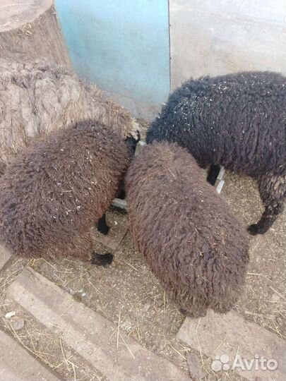 Овцы бараны козы ягнята