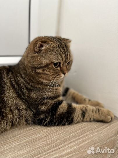 Вязка шотландский кот вислоухий скоттиш-фолд мрам
