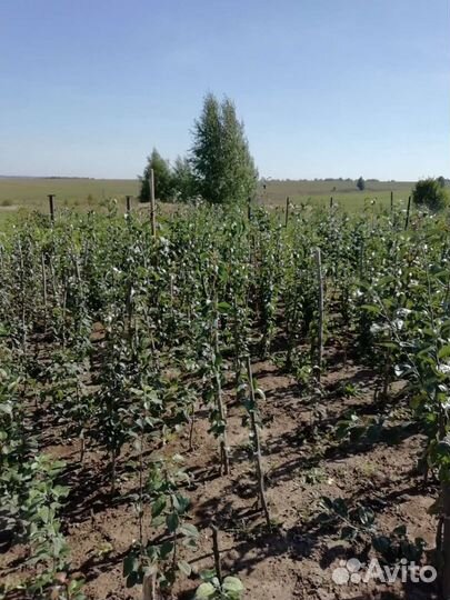 Реализую саженцы из личного плодопит-а с 1 сентябр