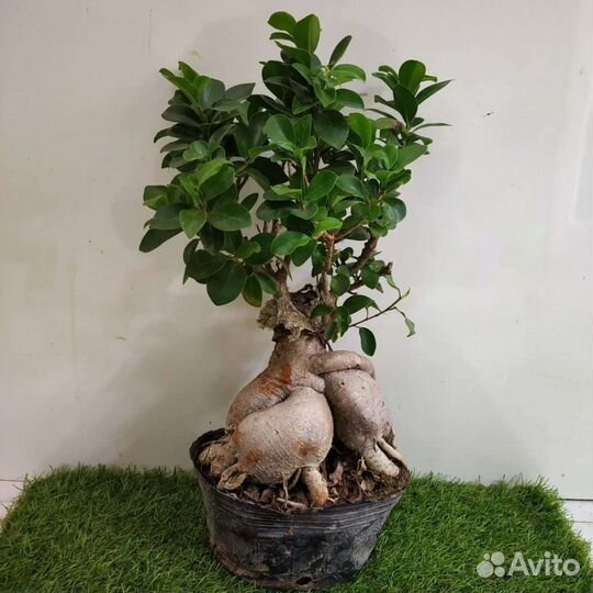 Фикус микрокарпа гинсенг, фикус, цветы