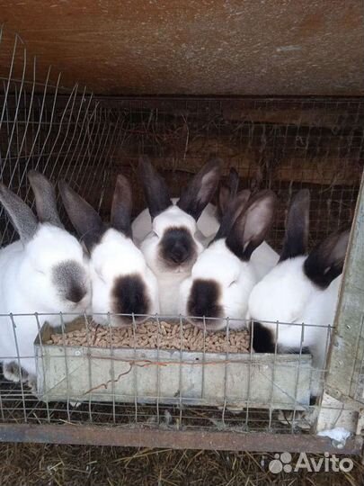 Калифорнийские кролики, бургундские,бабочка