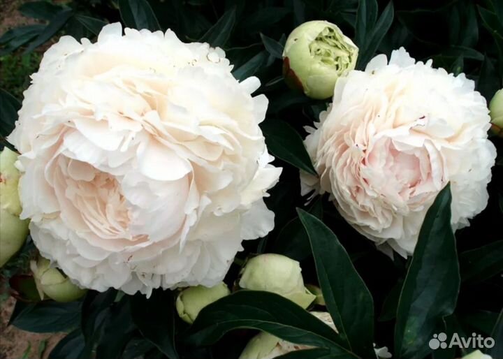 Пион Соланж