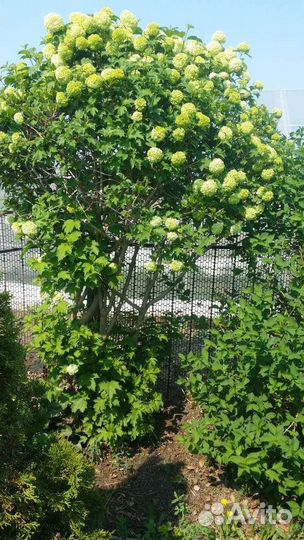 Калина Бульденеж