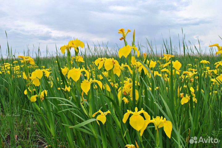 Клубни калл, рябчик императорский, ирис болотный