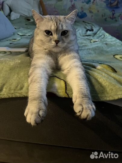 Кот шотландец