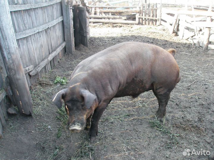 Поросята от племенного хряка