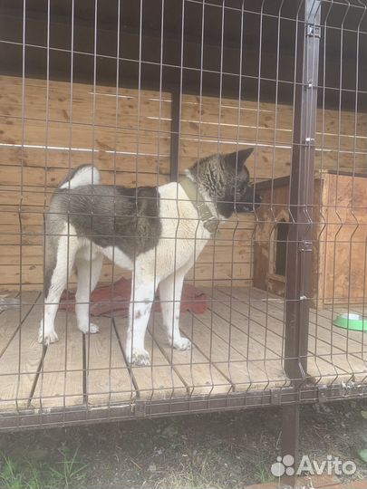 Американская акита