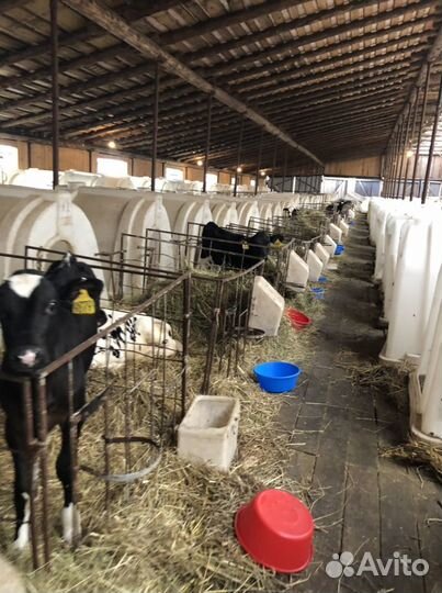 Бычки телята