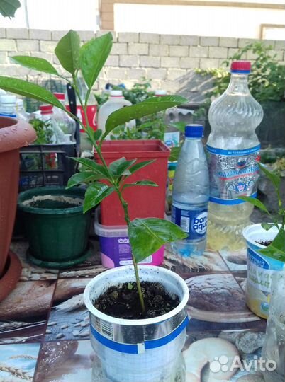 Прививки цитрусовых