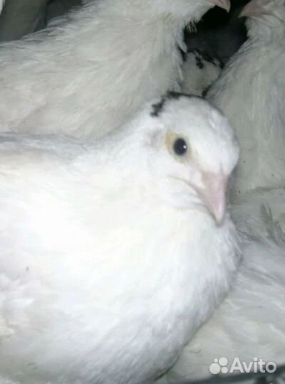 Инкубационное яйцо перепелов