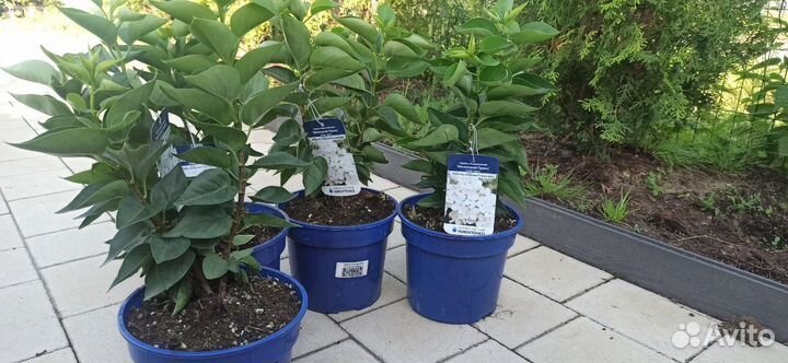 Сирень обыкновенная Маленький принц (Petit Prince)