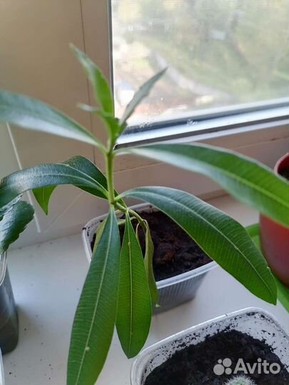 Комнатные цветы