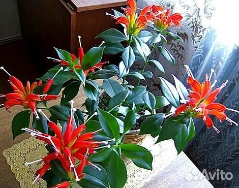 Красивые неприхотливые комнатные растения