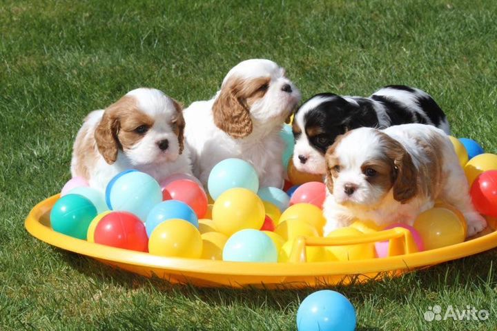 Москва кавалер Кинг Чарльз РКФ