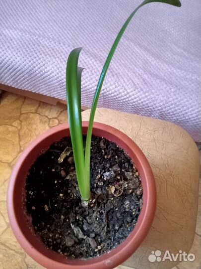 Гиппиаструм