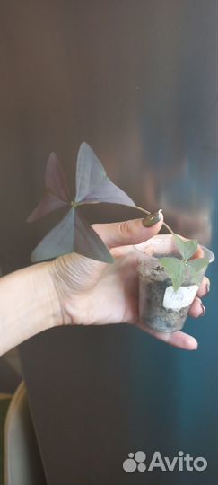 Сортовые оксалисы