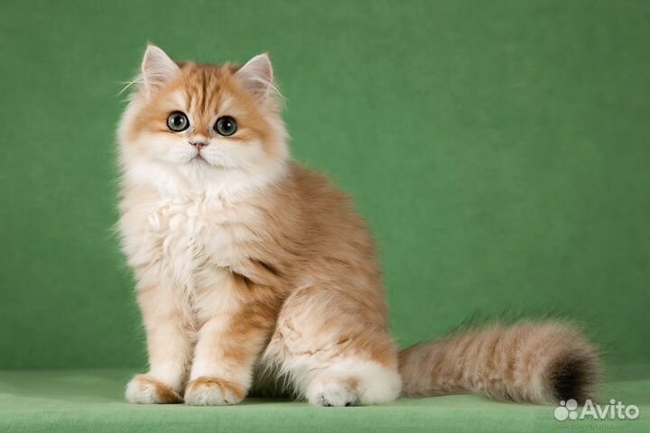 Британские длинношёрстные шиншиллы