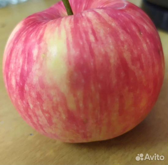 Саженцы яблони