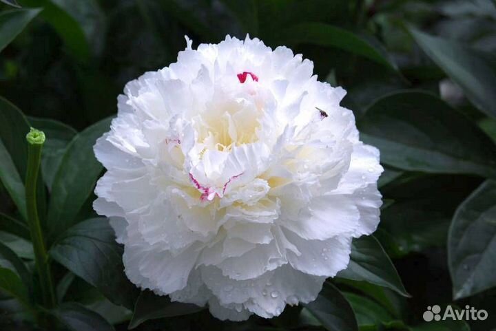 Пион белый махровый