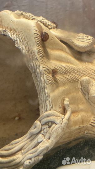 Улитки катушки и мелании