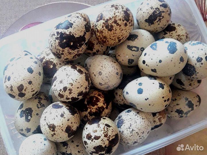 Яйцо перепелиное пищевое