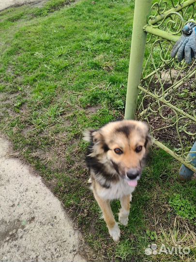 Собачка ищет дом