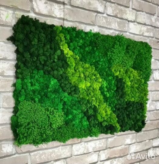 Панно из стабилизированного мха, продажа мха