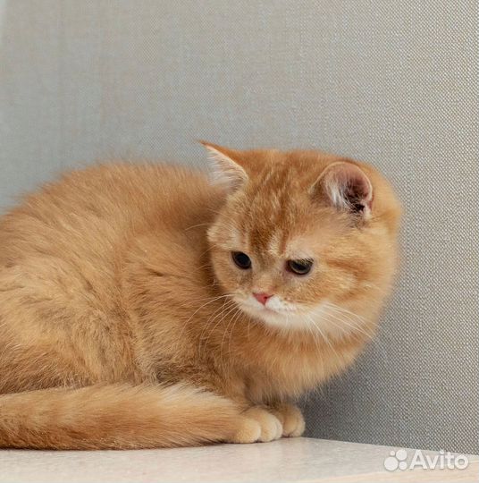 Шотландский кот Василис