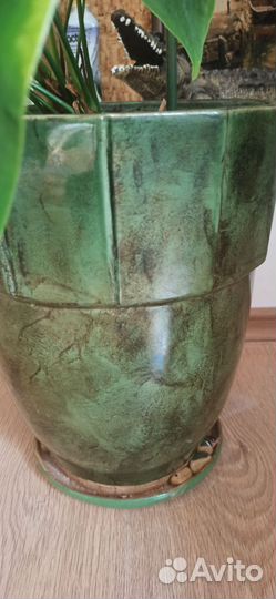 Комнатные цветы антуриум