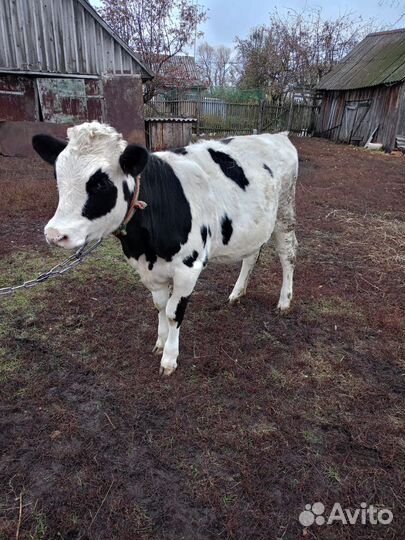 Телка апрельская