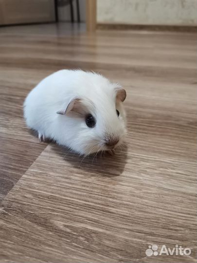 Морские свинки