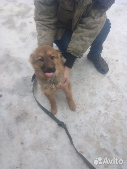 Отдам щенка в добрые руки