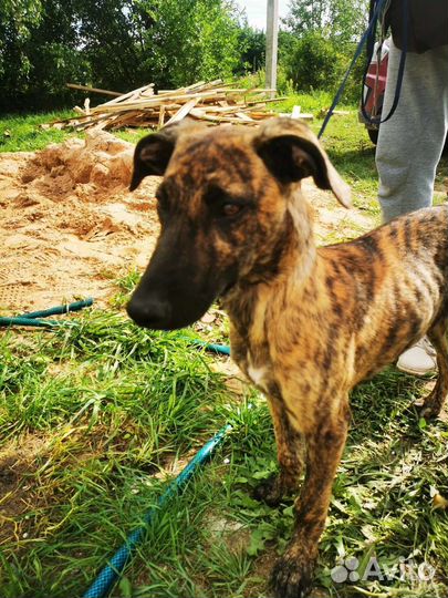 Ищет дом щенок(девочка)