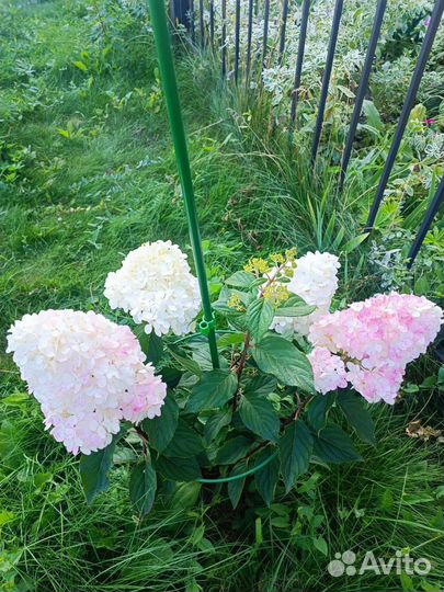 Продаются гортензии (древовидные и метельчатые)