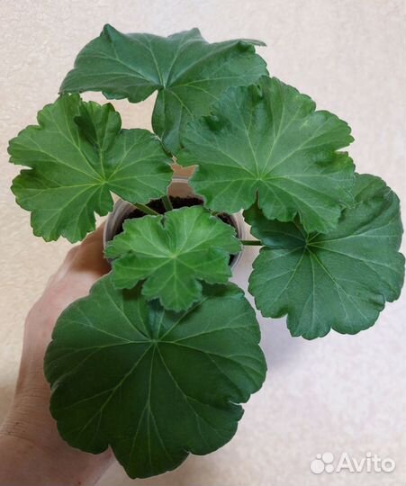 Пеларгония сортовая