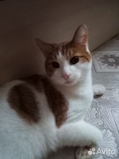 Котик в дар