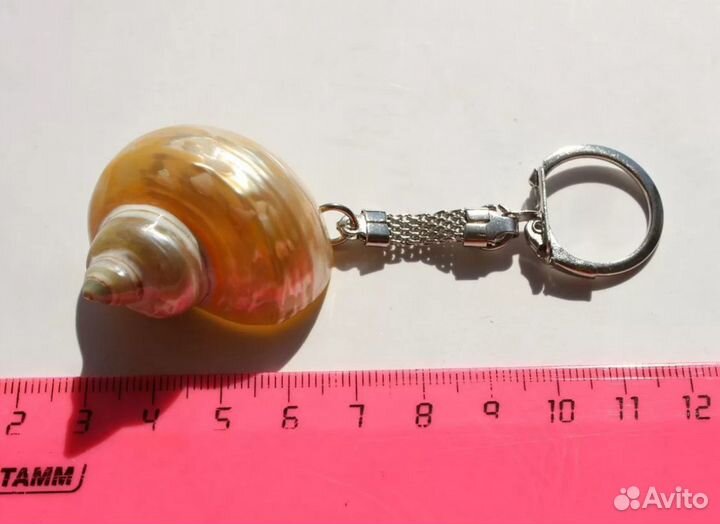 Ракушки и морские дары в коллекцию