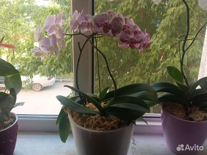 Дендробиум фаленопсис